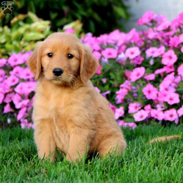 Mick, Golden Retriever Puppy