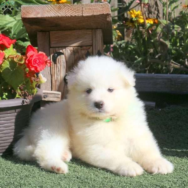 Mickey, Samoyed Puppy