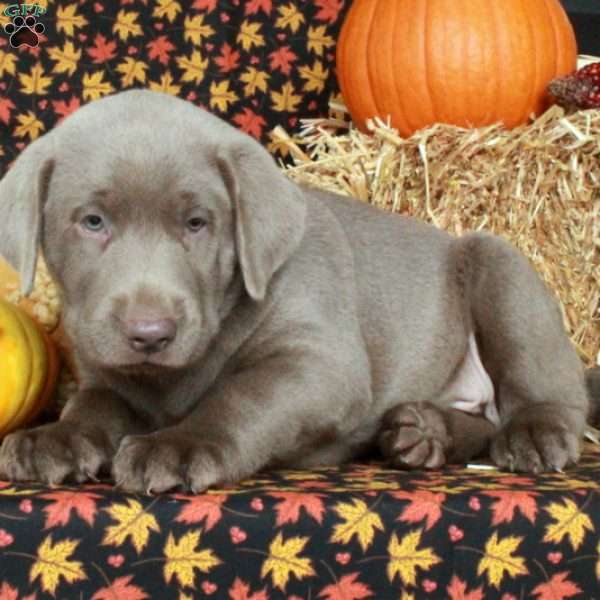 Mickey, Silver Labrador Retriever Puppy