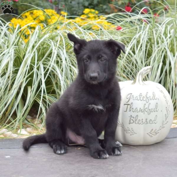 Mickey, German Shepherd Mix Puppy