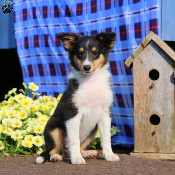 Mickey, Sheltie Puppy