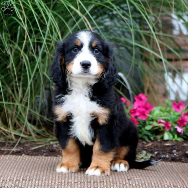 Mickey, Miniature Bernese Mountain Dog Puppy