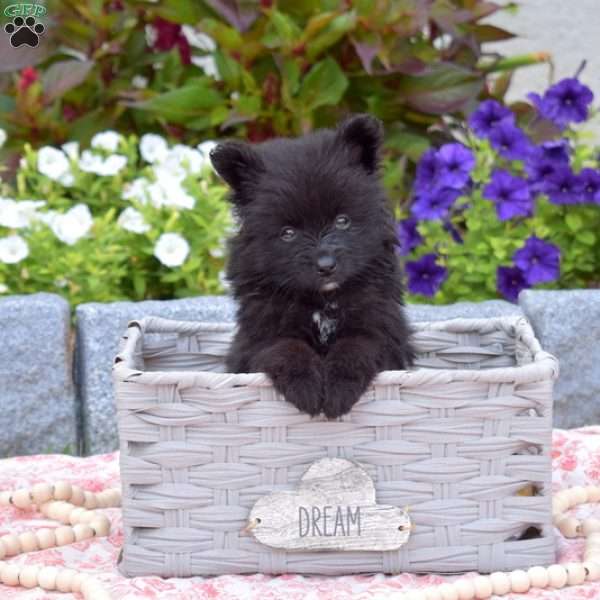 Midnight, Pomeranian Puppy