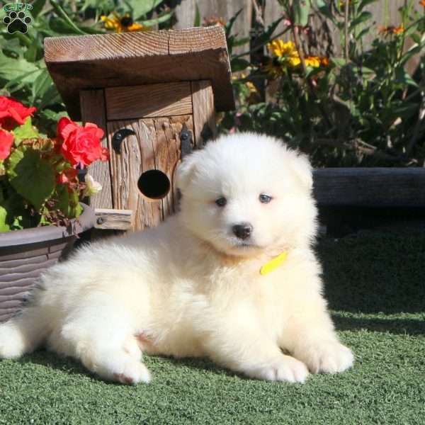 Mike, Samoyed Puppy