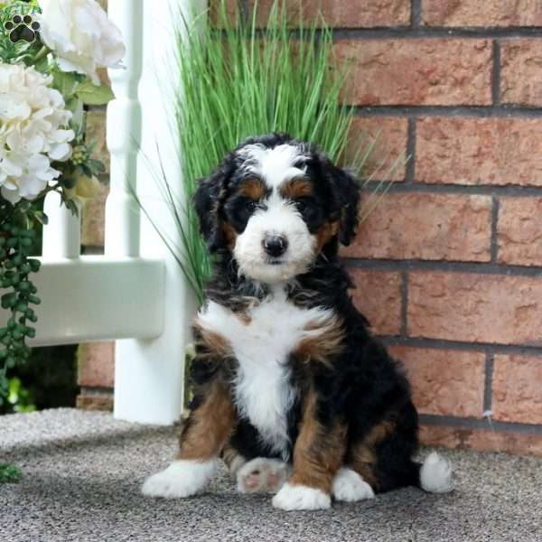 Mike, Mini Bernedoodle Puppy