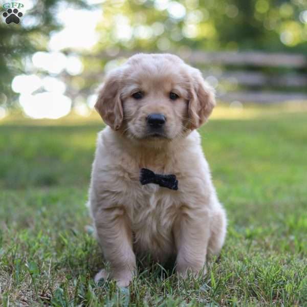 Mike, Golden Retriever Puppy