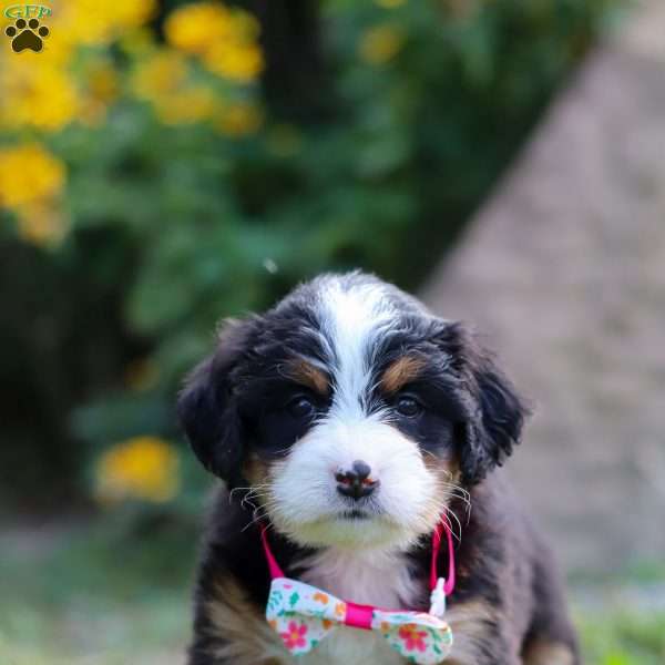 Mila, Mini Bernedoodle Puppy