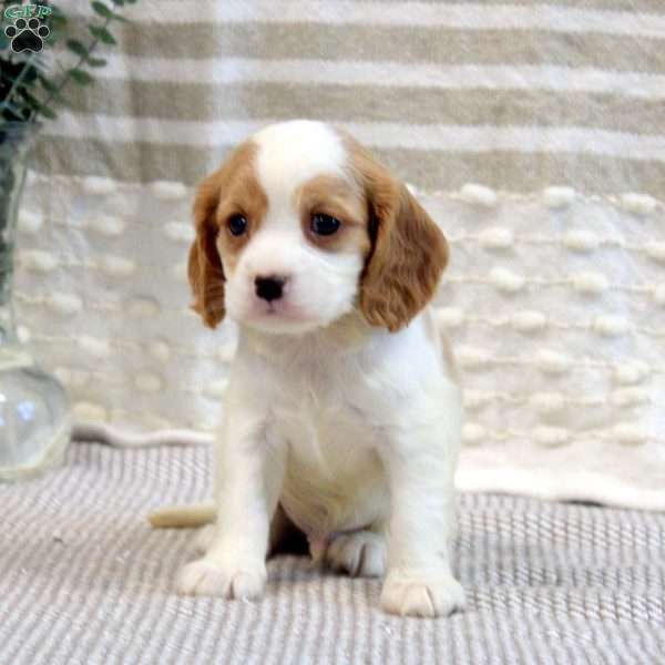 Miles, Cavalier King Charles Mix Puppy