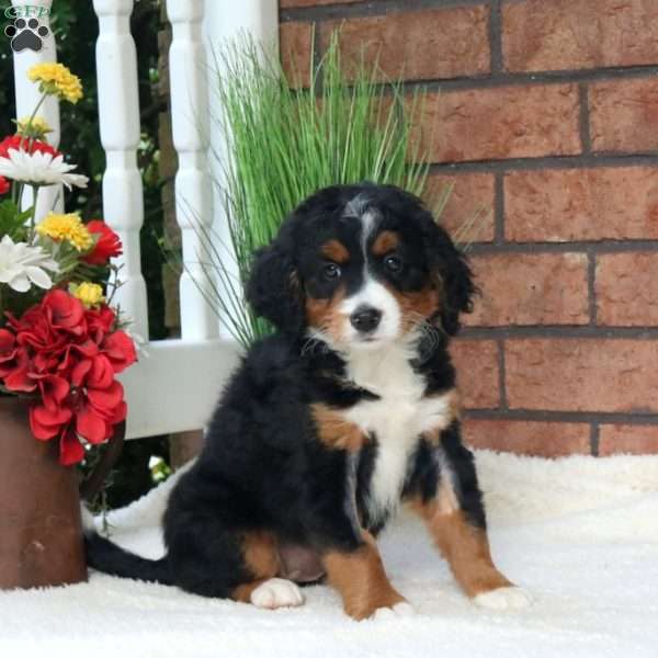 Miley, Mini Bernedoodle Puppy