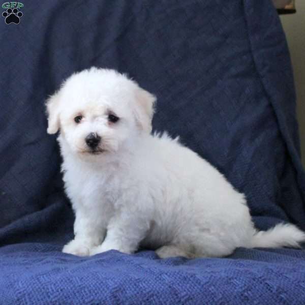 Millie, Bichon Frise Puppy