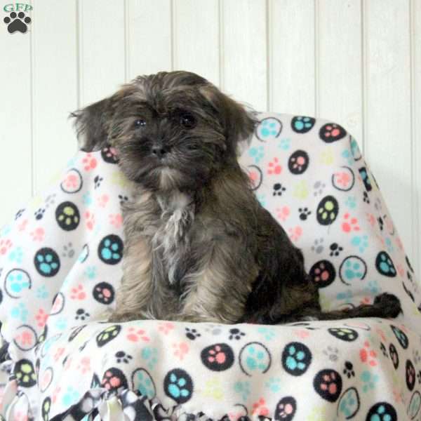 Millie, Shorkie Puppy