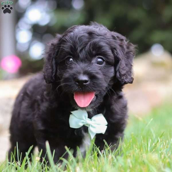 Mac, Cavapoo Puppy