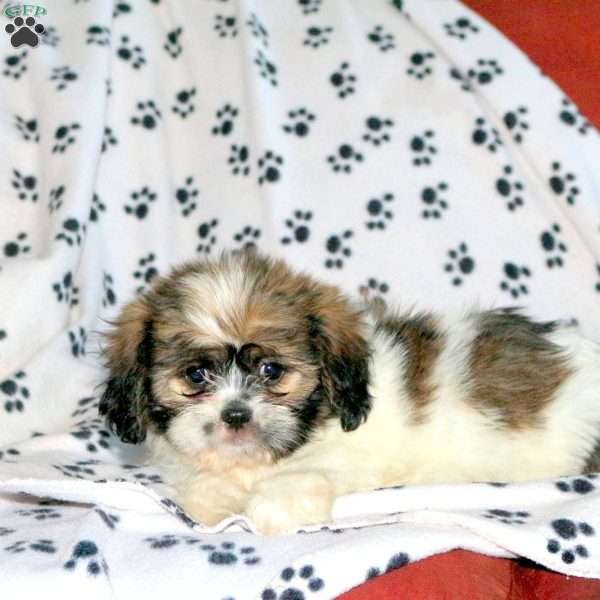 Milo, Cava-Tzu Puppy