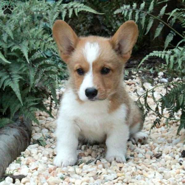 Milo, Pembroke Welsh Corgi Puppy