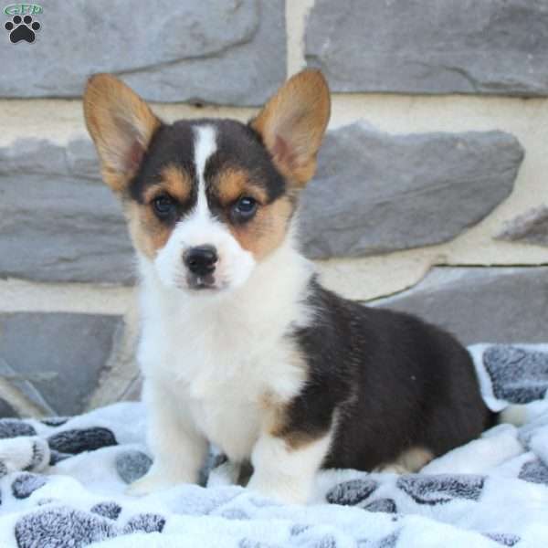 Milo, Pembroke Welsh Corgi Puppy