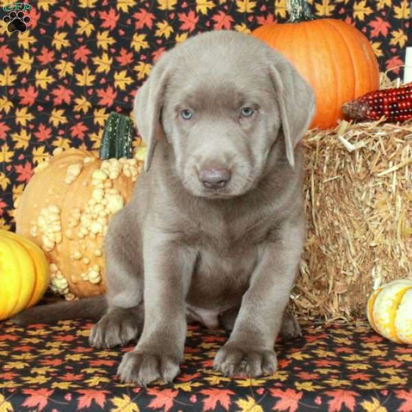 Milo, Silver Labrador Retriever Puppy