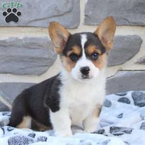 Milo, Pembroke Welsh Corgi Puppy