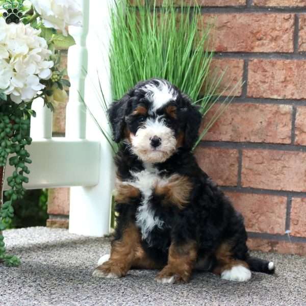 Milo, Mini Bernedoodle Puppy