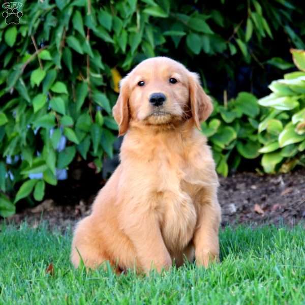 Milo, Golden Retriever Puppy