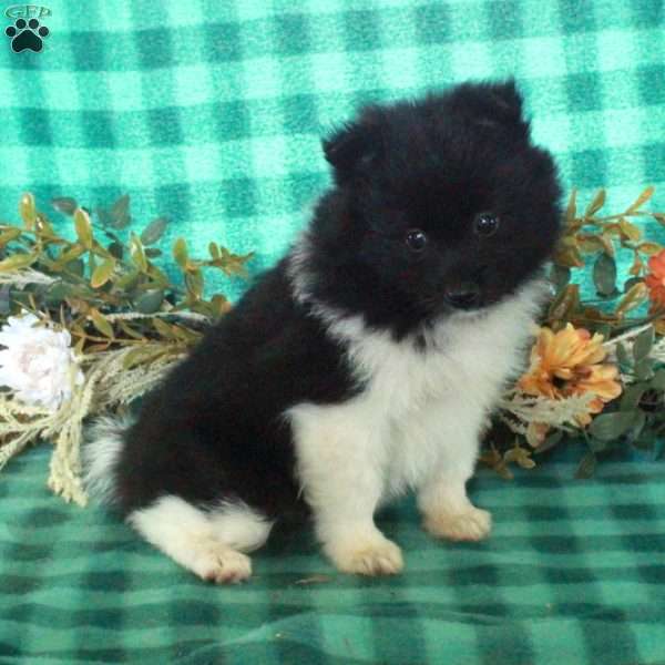 Mimsy, Pomeranian Puppy