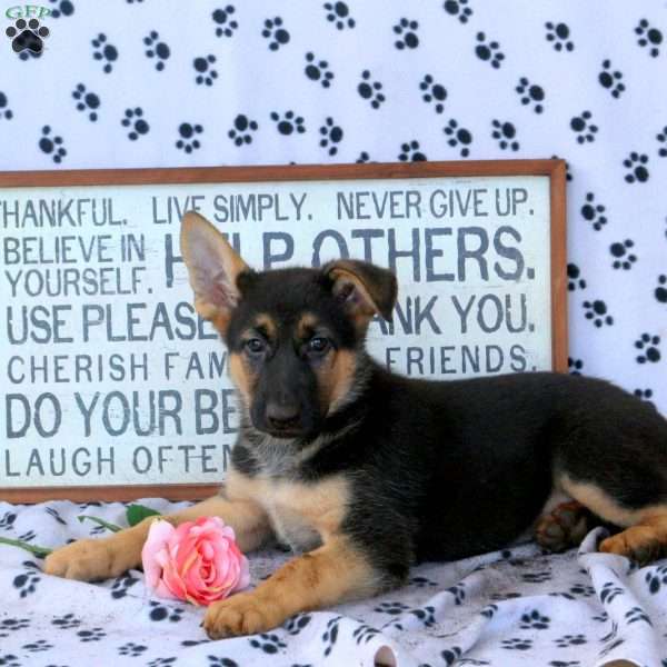 Mindy, German Shepherd Puppy