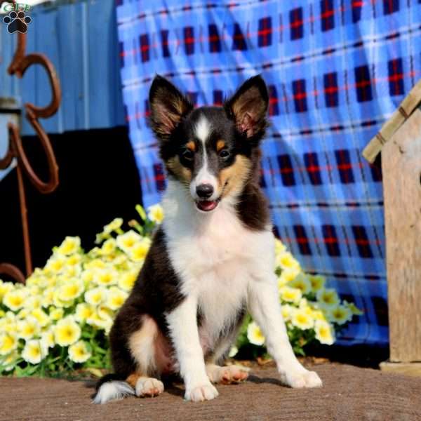 Mindy, Sheltie Puppy