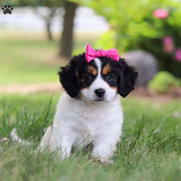 Mindy, Bernedoodle Puppy