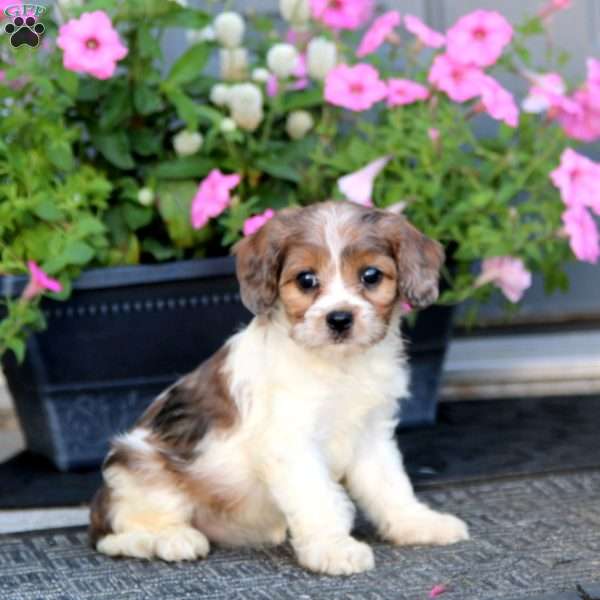 Mini, Cavapoo Puppy