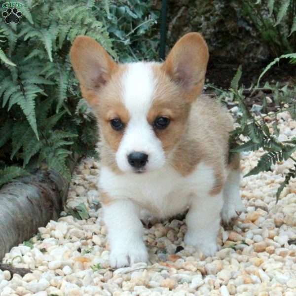 Minnie, Pembroke Welsh Corgi Puppy