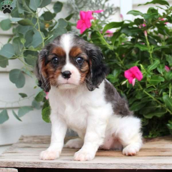 Minnie, Cavalier King Charles Spaniel Puppy