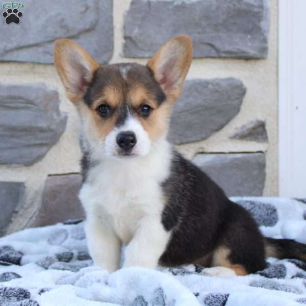 Minnie, Pembroke Welsh Corgi Puppy