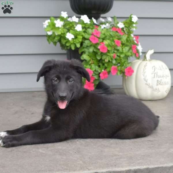 Minnie, German Shepherd Mix Puppy