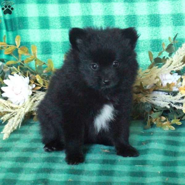 Minnie, Pomeranian Puppy