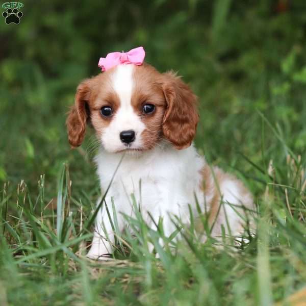 Minnie, Cavalier King Charles Spaniel Puppy