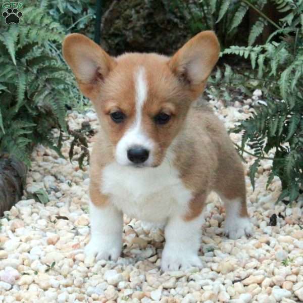 Missy, Pembroke Welsh Corgi Puppy