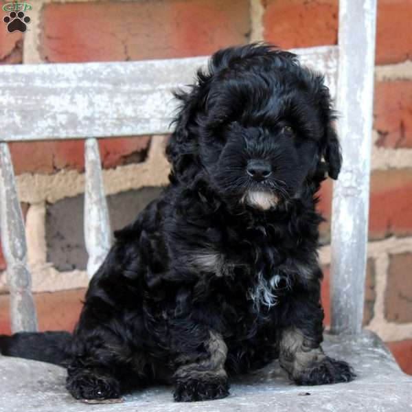 Missy, Cockapoo Puppy