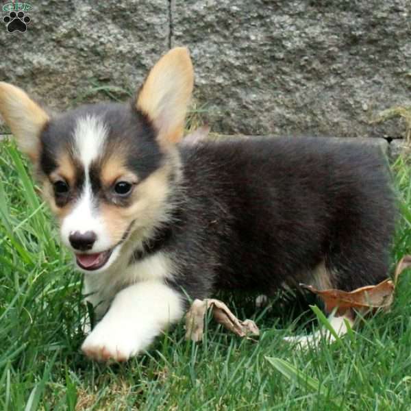 Missy, Pembroke Welsh Corgi Puppy