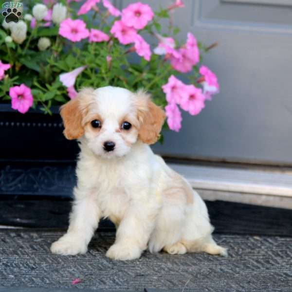 Missy, Cavapoo Puppy