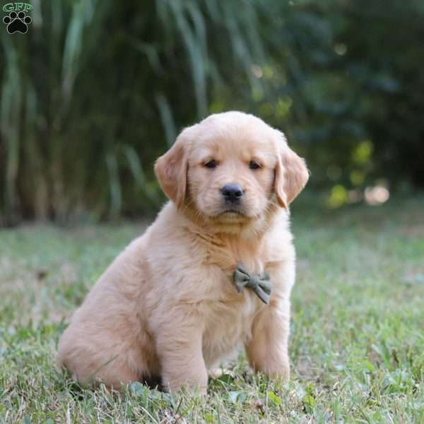 Mister, Golden Retriever Puppy