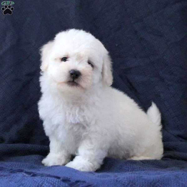 Mister, Bichon Frise Puppy