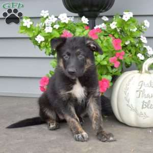 black and white german shepherd mix puppies