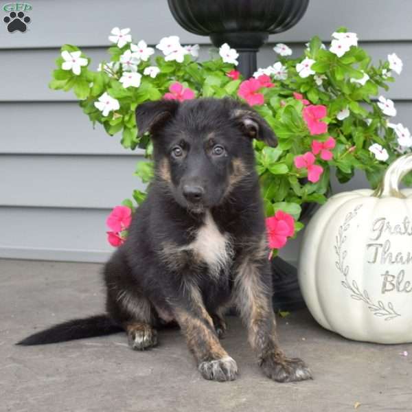 Misty, German Shepherd Mix Puppy