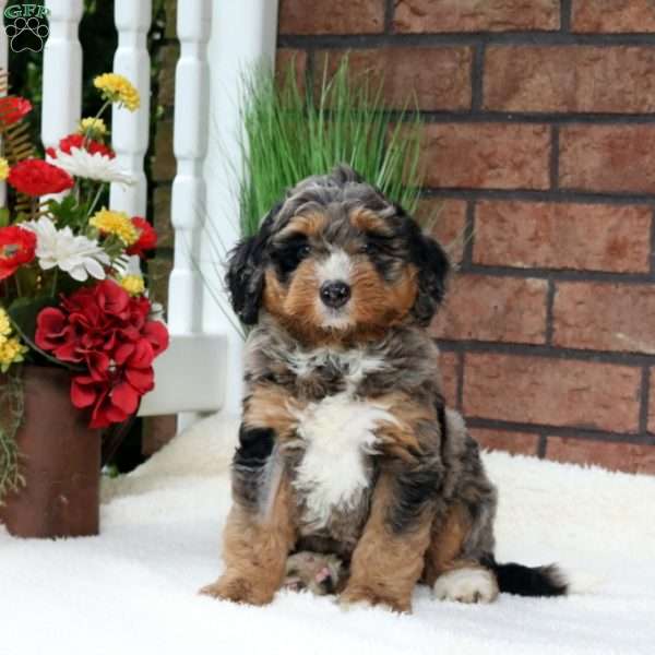 Misty, Mini Bernedoodle Puppy