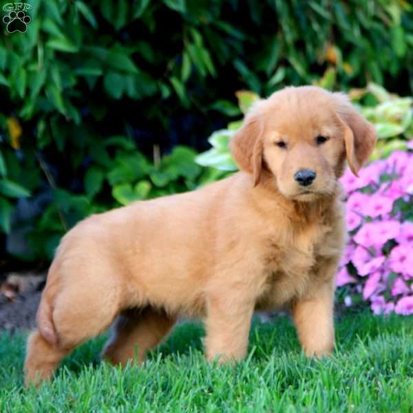 Misty, Golden Retriever Puppy