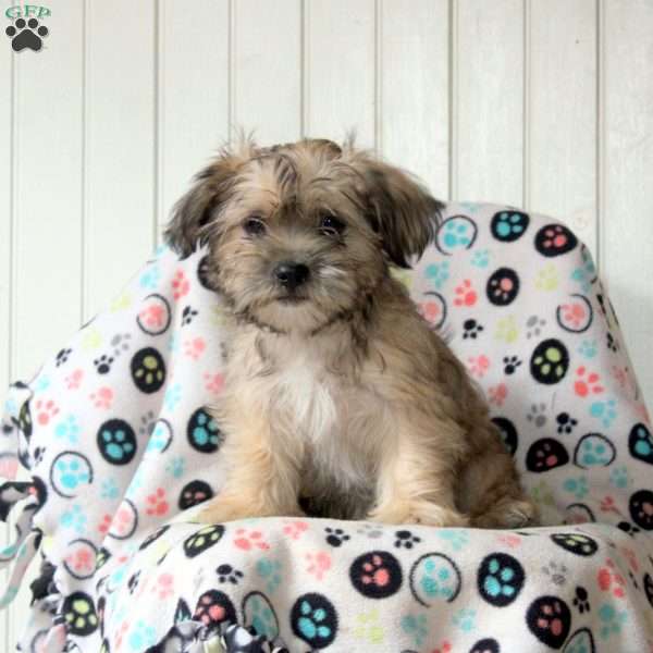 Mitch, Shorkie Puppy