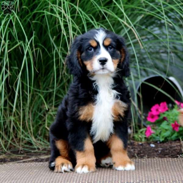 Mitch, Miniature Bernese Mountain Dog Puppy