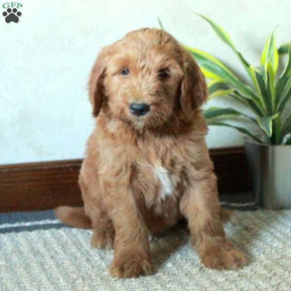 Moby, Goldendoodle Puppy