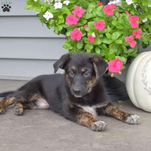 Mocha, German Shepherd Mix Puppy