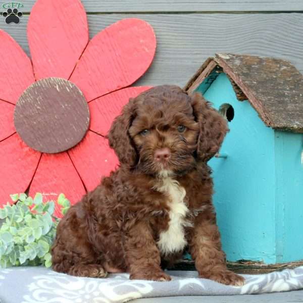 Mocha, Cockapoo Puppy