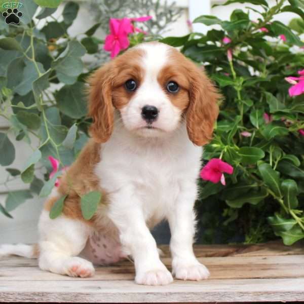 Moe, Cavalier King Charles Spaniel Puppy